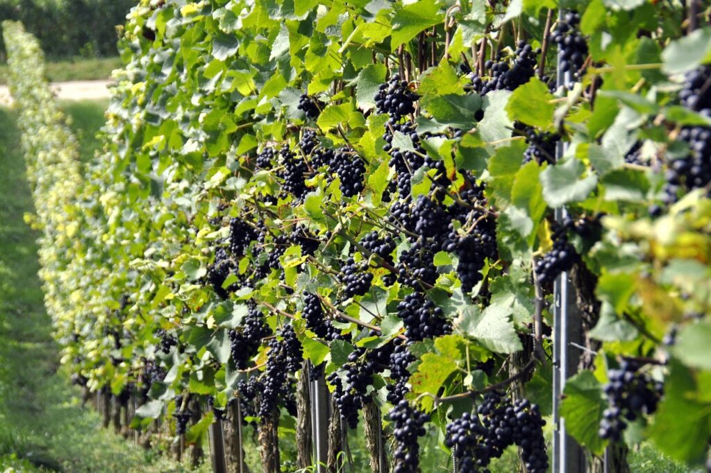 grapes, vineyard, vintage-957324.jpg
